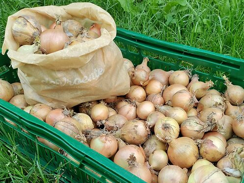 ajuin