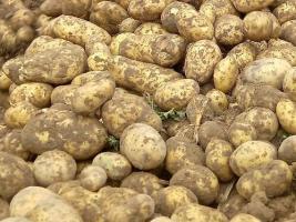 aardappel